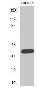 Orexin R-1 Polyclonal Antibody