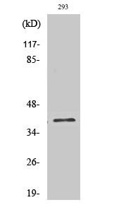 LMO4 Polyclonal Antibody