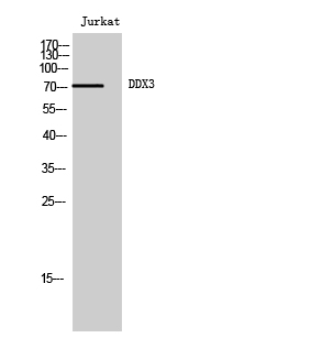 DDX3 Polyclonal Antibody