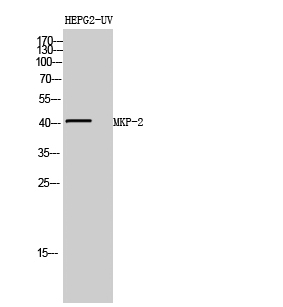 MKP-2 Polyclonal Antibody