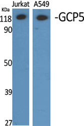 GCP5 Polyclonal Antibody