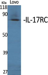 IL-17RC Polyclonal Antibody