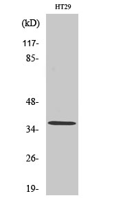 Olfactory receptor 51T1 Polyclonal Antibody