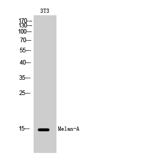 Melan-A Polyclonal Antibody