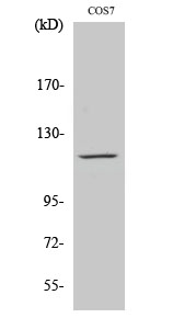 PYK2 Polyclonal Antibody