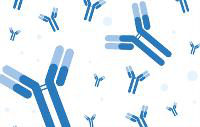 Rent1 Polyclonal Antibody