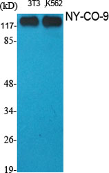 NY-CO-9 Polyclonal Antibody