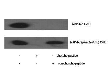 MKP-1/2 Polyclonal Antibody