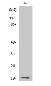 Probetacellulin Polyclonal Antibody