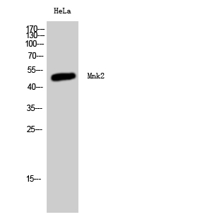 Mnk2 Polyclonal Antibody