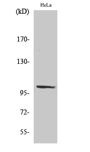 PMS2 Polyclonal Antibody