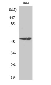 MEF-2 Polyclonal Antibody