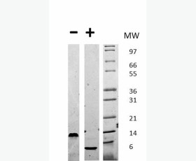 Recombinant Macaca mulatta (Rhesus macaque) α-2-HS-Glycoprotein/AHSG/Fetuin A