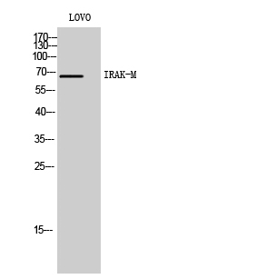 IRAK-M Polyclonal Antibody