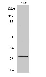 Neurexophilin-3 Polyclonal Antibody