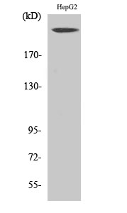 Neurofibromin Polyclonal Antibody