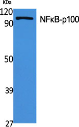 NFκB-p100 Polyclonal Antibody