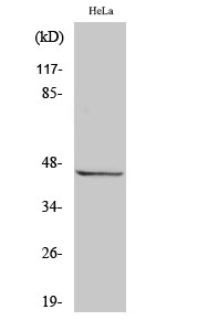 RASSF6 Polyclonal Antibody