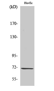 GCS-β-1 Polyclonal Antibody