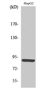 M-cadherin Polyclonal Antibody