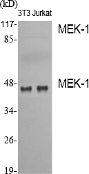 MEK-1 Polyclonal Antibody