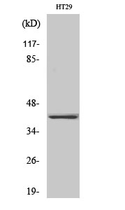 Olfactory receptor 2A25 Polyclonal Antibody