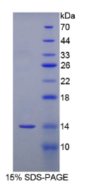 Recombinant Serum Amyloid A (SAA)