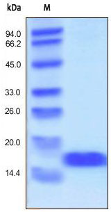 Recombinant Human C-C Motif Chemokine 24/CCL24/Eotaxin-2/MPIF-2