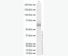 Recombinant Human 4-1BB/TNFRSF9/CD137