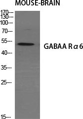 GABAA Rα6 Polyclonal Antibody