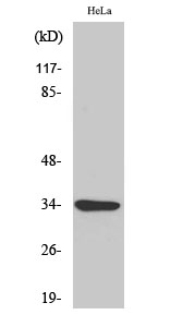 MC2-R Polyclonal Antibody