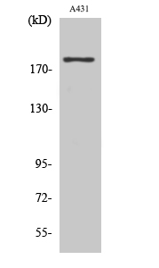 Neu Polyclonal Antibody