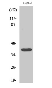 PU.1 Polyclonal Antibody