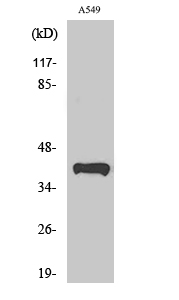 Peroxin 14 Polyclonal Antibody