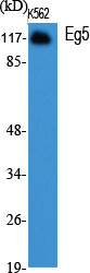 Eg5 Polyclonal Antibody