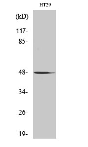 NBPF7 Polyclonal Antibody