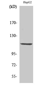 PKD1 Polyclonal Antibody