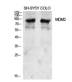 MDM2 Polyclonal Antibody