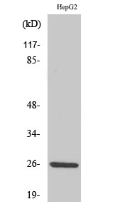 IL-32 Polyclonal Antibody