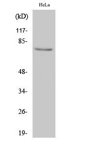 IRAK-1 Polyclonal Antibody