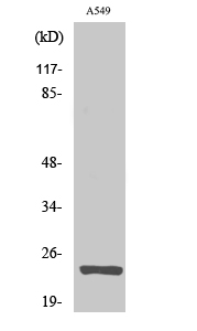 MRP-L13 Polyclonal Antibody