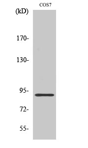 MARK1/2/3/4 Polyclonal Antibody