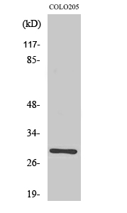 Rab 6C Polyclonal Antibody