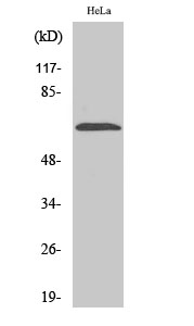 NEIL3 Polyclonal Antibody