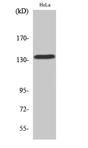 MaxiKα Polyclonal Antibody