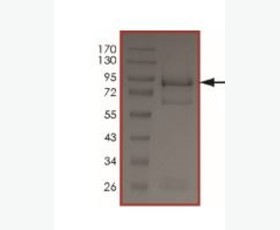 Recombinant Mouse OX40/TNFRSF4/CD134