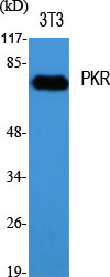 PKR Polyclonal Antibody