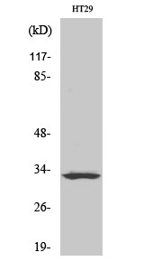 Olfactory receptor 2T1 Polyclonal Antibody