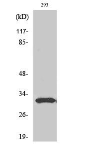 NF-YB Polyclonal Antibody