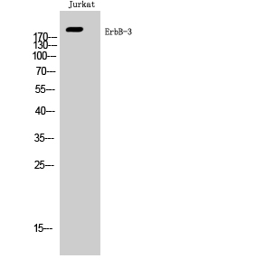 ErbB-3 Polyclonal Antibody